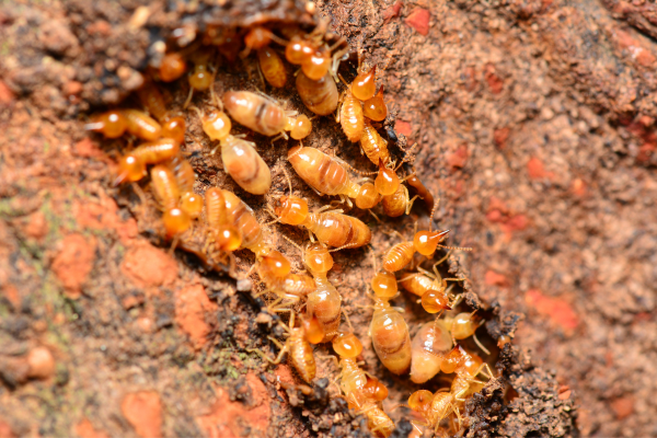 Prevent Termites